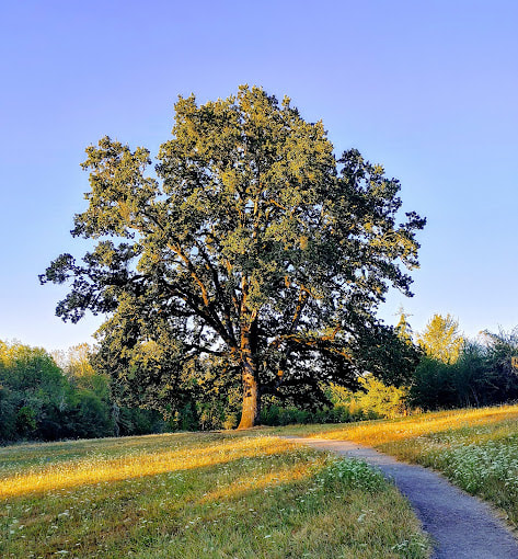 legacy oak at Orchard Heights park