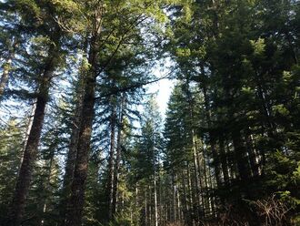 CONIFER FOCUSED FORESTRY