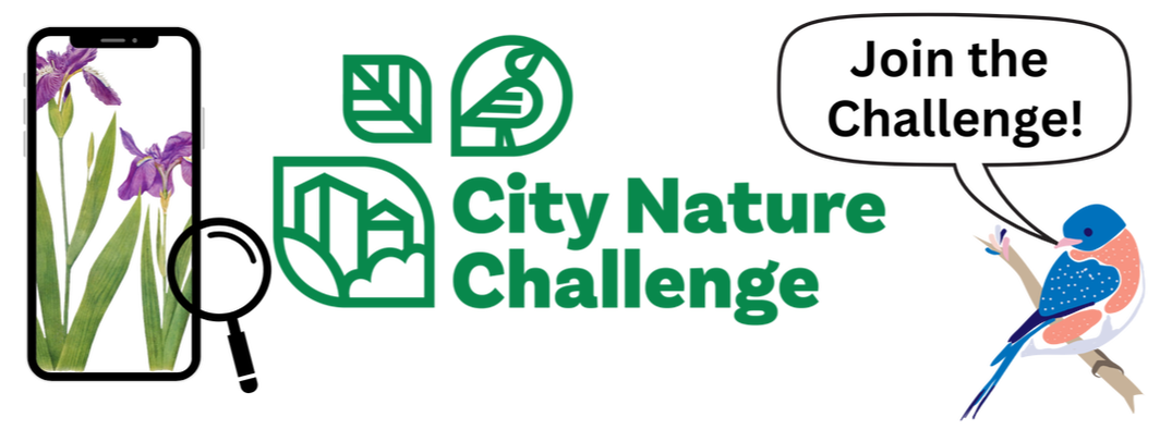 city nature challenge, join the challenge!