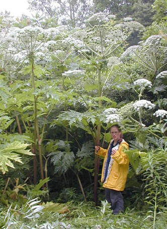 tall invasive weed