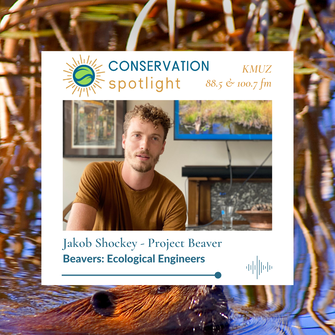 Conservation Spotlight, KMUZ, Jakob Shockey - project beaver, beavers: ecological engineers