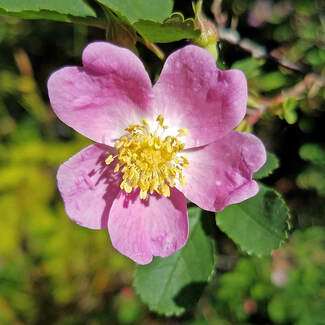 native plants - nootka rose