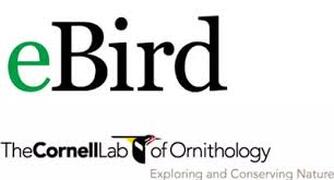 eBird the Cornell lab of Ornithology, exploring and conserving nature
